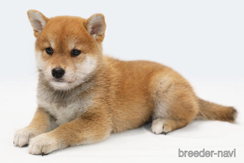 成約済の神奈川県の柴犬-188483の2枚目